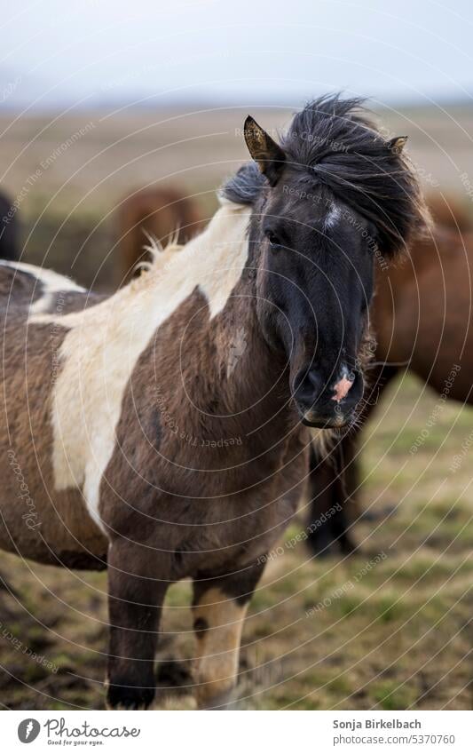 Cute and curious horse iceland iceland horses animal cute equestrian equine mane mammal icelandic meadow pasture winter fur weather travel shed rural wind