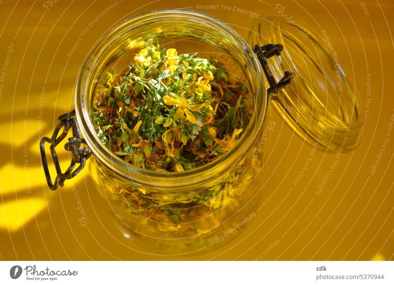 St. John's wort in a jar | production of red oil. St. Johns Wort Plant Nature Summer Blossom Yellow Flower Wild herbs weed medicinal herb Medicinal herbs
