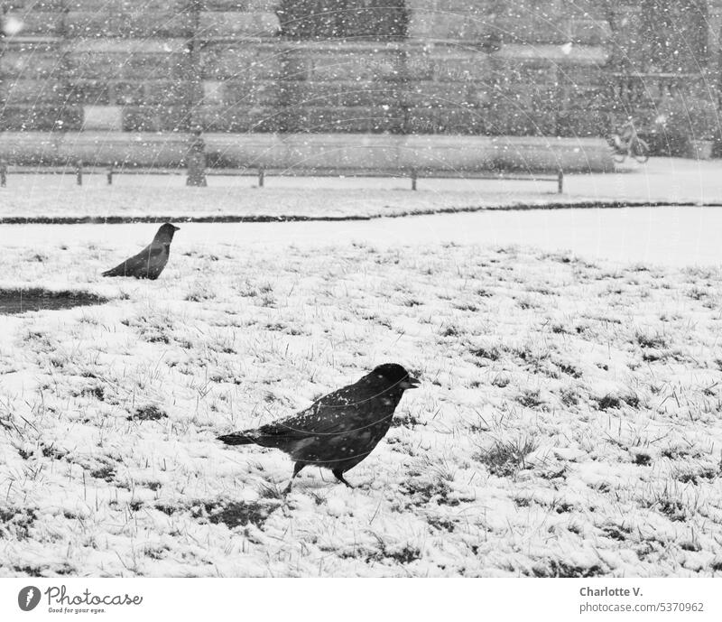 Gray in gray | It's snowing in Dresden | Crows in the snow crow Snow snow flurries snowflakes Snowfall Winter Cold winter Winter mood Winter's day Weather