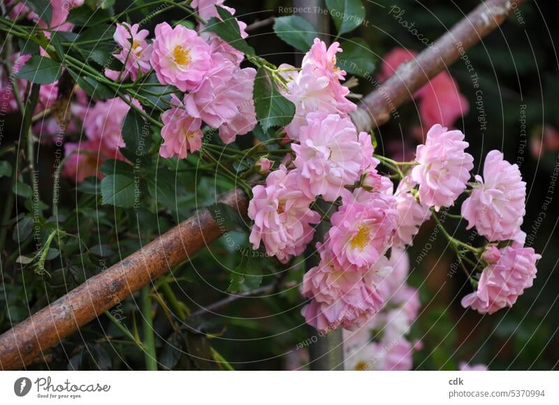 Rose season | pink rose bush in summer garden. roses Rose leaves rose petals blossom flowering Blossom Flower Pink Rose blossom Nature Fragrance Plant naturally