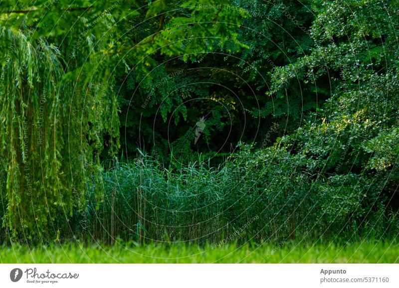 Off through the center into the green Green The green amid Middle Nature free time relaxation Green tones green belt Park Grass reed trees Dark Copy Space