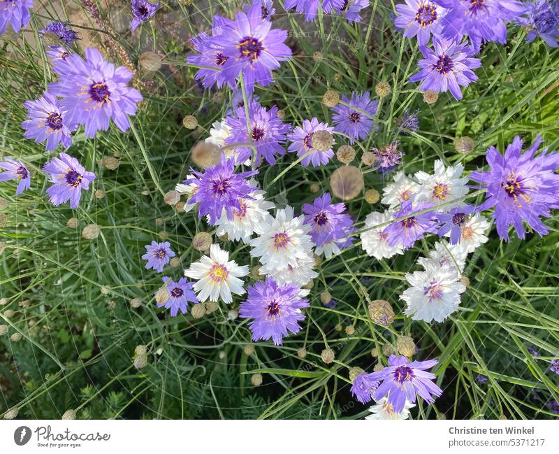 Rattle flowers in white and purple blossoms Blue rattle flower purple flowers shrub composite heat tolerant plant Pollen donor Catananche caerulea