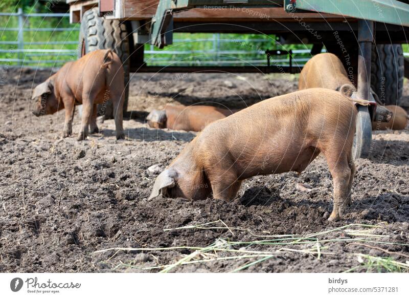 free range piglets in an organic farm Piglet pigs Free-range rearing Species-appropriate Scrabble about Mud Earth animal welfare Organic farming Farm animal