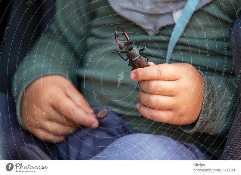Toddler holding a stag beetle in her little hand Infancy children's hands findings fascination To hold on Discover Marvel at Beetle curious free from fear