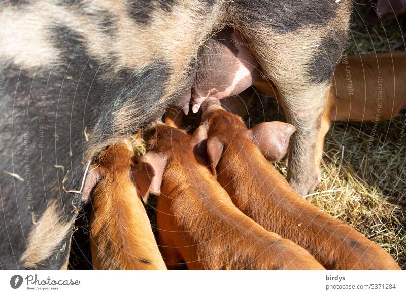 Suckling mother sow with piglets on an organic farm pigs Piglet Mother sow suckle pig breeding Agriculture Pig farm Piglet rearing Species-appropriate