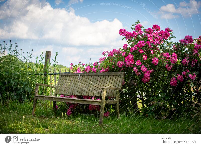 Idyllic sitting place in the green Garden seat Wooden bench blossoms Rural bush flowering shrub idyllically rural scene Cozy Summer Blossoming Sky Nature