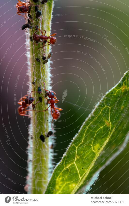 Ants and lice Lice be together Nature Close-up at the same time Together To feed in common