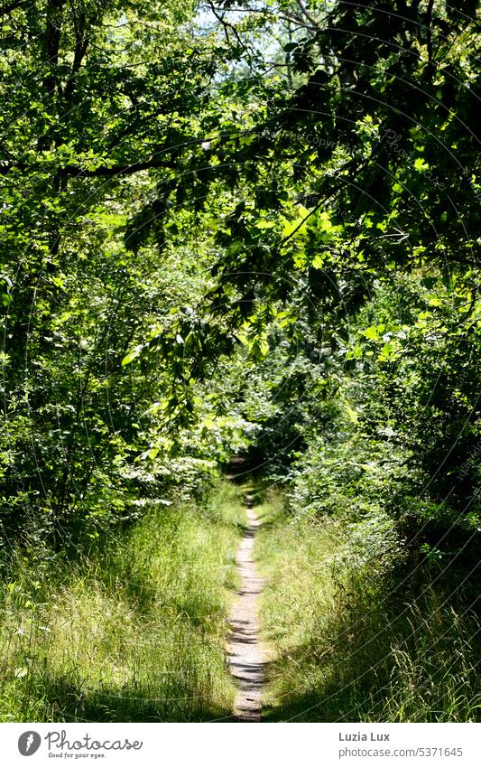 In the middle of the forest a narrow path, into the green... Forest Green foliage leaves Grass Summer Lanes & trails off Narrow Shadow Light sunny sunshine