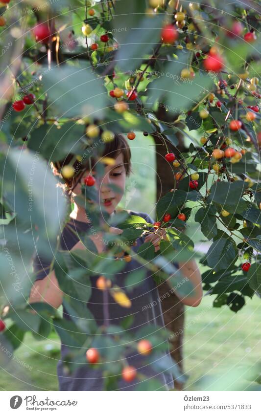 Child under the cherry tree picking cherries Pick Joy Curiosity Shadow Cherry tree Delicious Healthy Eating Summer Sunlight Colour photo Fruit Food Nutrition