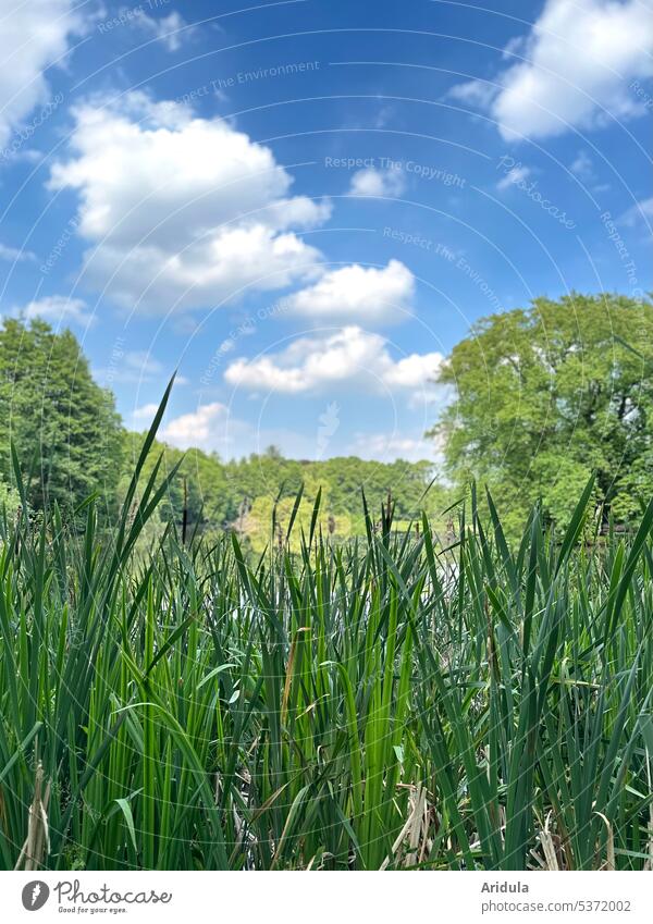 The lake in the green with blue sky and white clouds Pond Lake frogs Amphibian Habitat Water Lily bank grasses trees Blue sky Clouds Landscape Lakeside Idyll