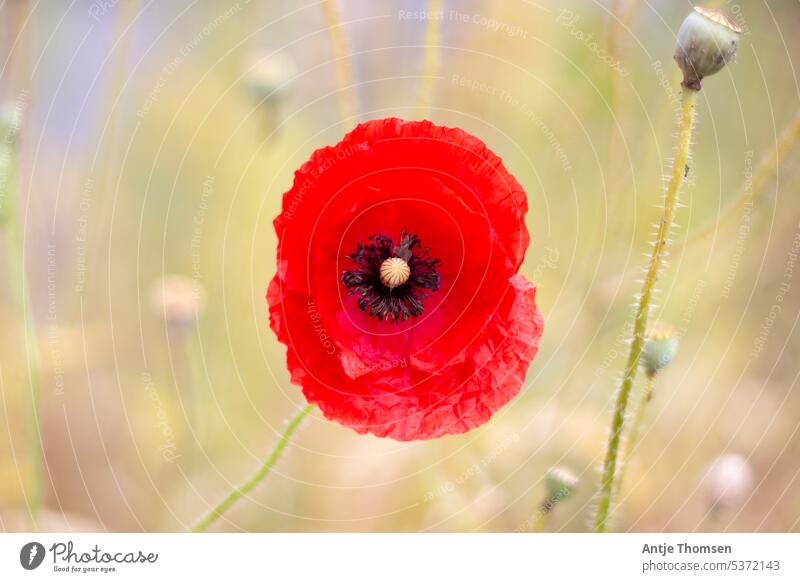 View into a poppy flower Poppy Blossoming Plant Deserted Wild plant Exterior shot Colour photo Meadow Nature Flower Summer Red Wayside wild flowers