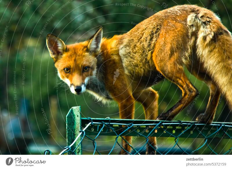 The fox goes again. Animal Wild Wild animal Fox young fox portrait animal portrait Eye contact eye contact see look attention Face Pelt ears Frontal encounter