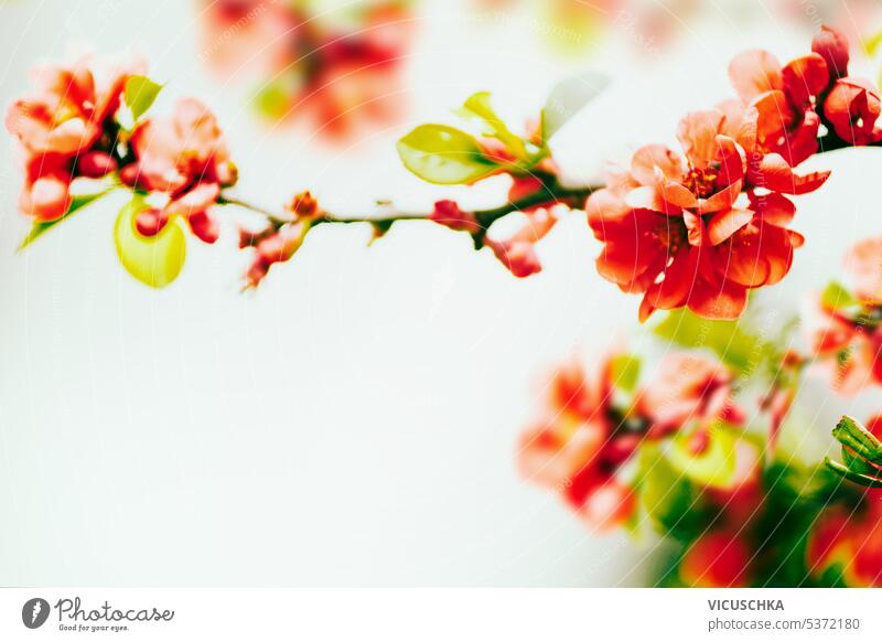 Beautiful red blooming on a bush branches at floral bokeh background. Outdoor beautiful outdoor summer nature blossom flower tree garden green spring