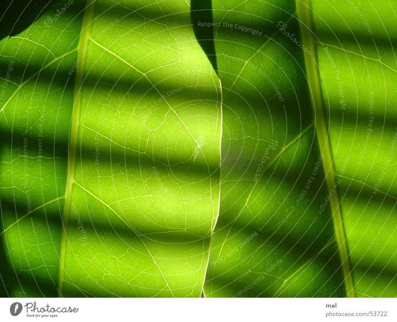 green leaves Leaf Plant Vessel 2 Similar Green Monochrome Force Stripe Venetian blinds Light Back-light Symmetry Rhythm Dark Calm Superimposed Multilayered