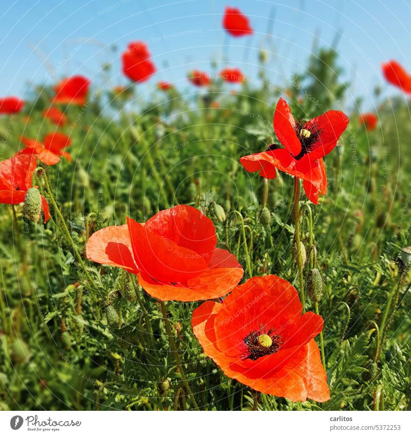 Poppy day on Wednesday | Mohna Lisa smiles mysteriously Flower Blossom Field Red Green Summer Nature Plant Poppy blossom Corn poppy Poppy field Wild plant