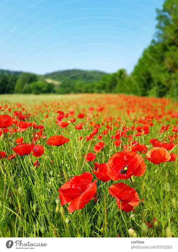 Poppy day on Thursday | from now on total poppy eclipse Flower Blossom Field Red Green Summer Nature Plant Poppy blossom Corn poppy Poppy field Wild plant