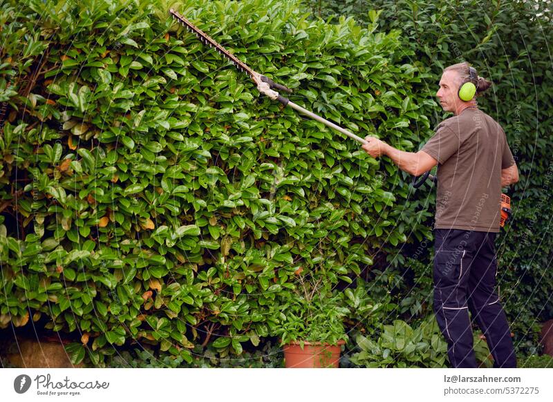 Gardener trimming a hedgerow using a hedge trimmer in the garden of a customer with earmuffs on for protection craftsman gardener digital outside concept