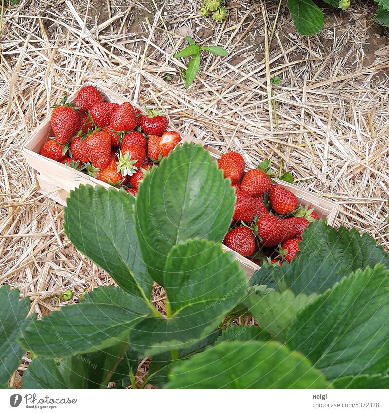Strawberry harvest on a strawberry field, chip basket full of delicious strawberries Fruit Delicious salubriously strawberry leaf Chip basket Fresh Summer