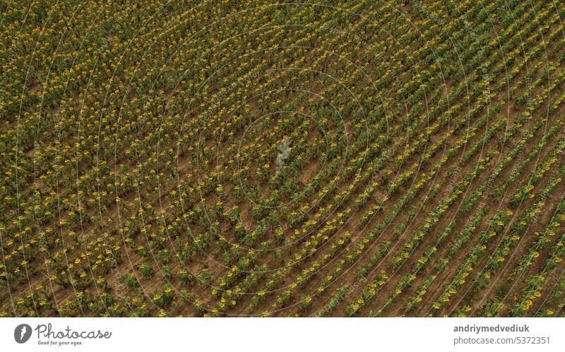 Field of sunflowers. Aerial view of agricultural fields flowering oilseed. Top view. blossom farm agriculture aerial background floral pattern summer texture