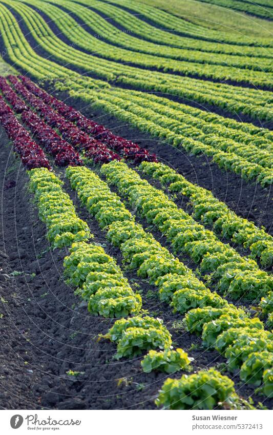Long curved rows of mostly green oak leaf lettuce interspersed with a short piece of red oak leaf lettuce Salads Salad rows Field Agriculture Green Red