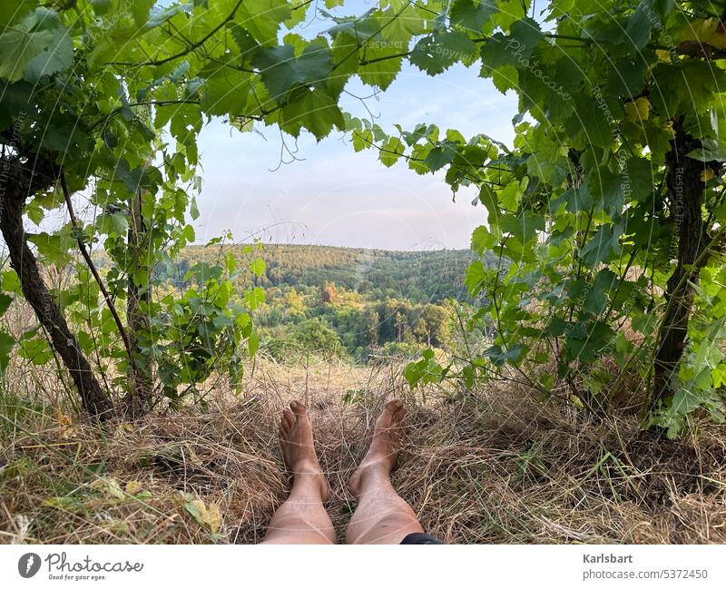 In Love with my vineyard bed - German Lebensart relaxation Vineyard vineyards Nature Wine growing Winery Exterior shot Green Landscape Bunch of grapes Rural