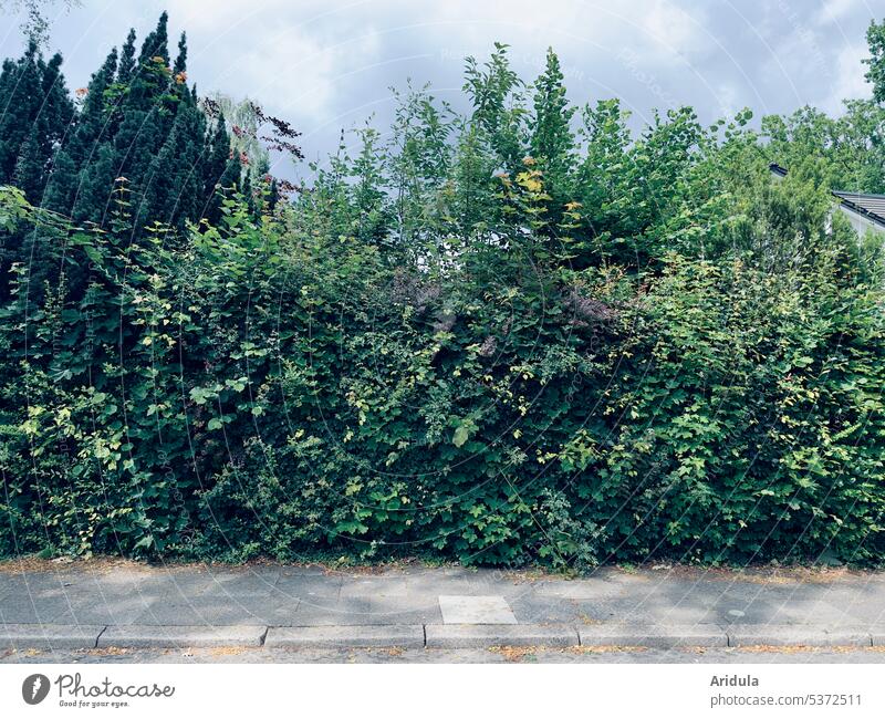 Garden hedge with walkway Hedge Fence Boundary Real estate impenetrable Green Border Neighbor Habitat Nature at home Boundary line Safety leaves
