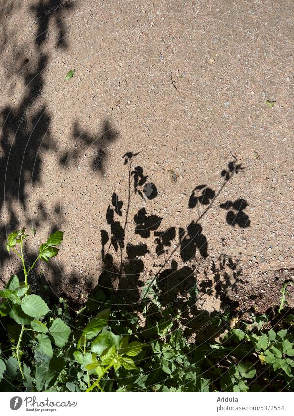 Blackberry shade on sandy path blackberry Plant Shadow Sunlight Green Nature off Sandy path Summer Lanes & trails Forest Footpath leaves Light