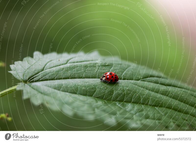 Close up of a ladybug sitting on a stinging nettle leaf with shallow depth of field Beetle Coccinellidae Shallow depth of field animal aphid beneficial insect