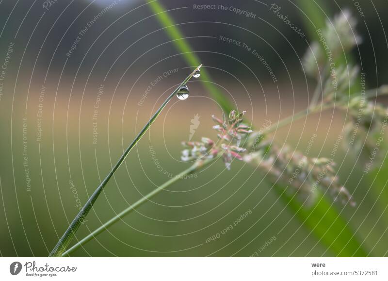 Tiny drops of water on the pointed leaves of a sedge on the bank of a stream Carex Carex hirta Drops H2O Liquid Plant copy space dew drops fluid fresh