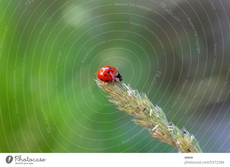 Close up of ladybug sitting on grass flower panicle in forest Beetle Coccinellidae animal aphid beneficial insect biodiversity copy space cute