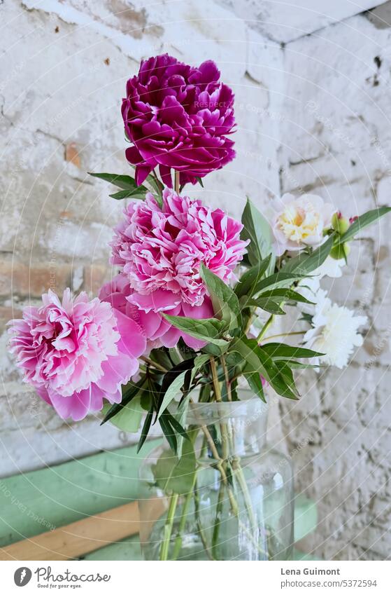 Peonies in a vase Peony Pink pink Spring Flower Blossoming Nature Garden Colour photo blossom Interior shot Delicate Glass Vase