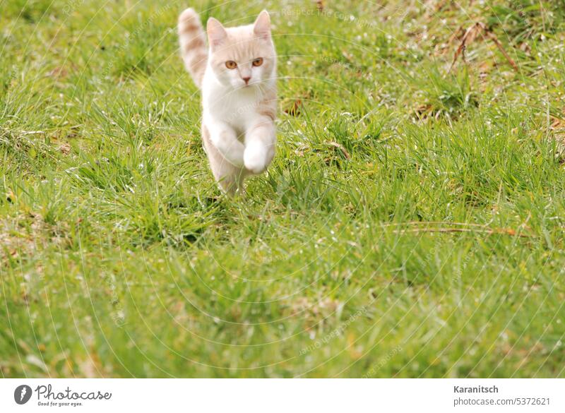 A young cat jumps over a green meadow Cat Animal Pet Mammal Pelt Red White youthful young animal cuddly Jump paws Nature Meadow Grass Green Joy hunting Walking