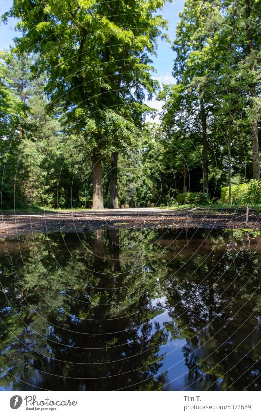View over a puddle in the cemetery Puddle Colour photo Cemetery Reflection Pankow Berlin Summer Exterior shot Town Water Capital city Day Deserted Tree