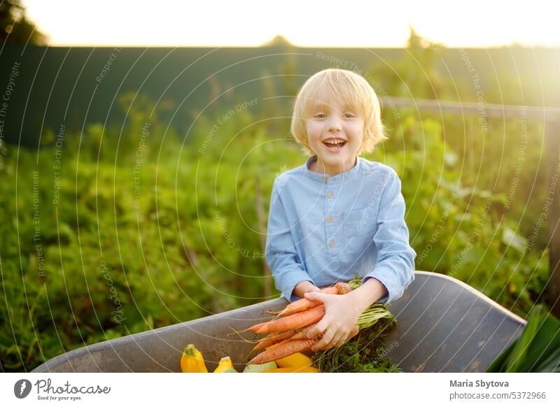 Little boy helps family to harvest of organic homegrown vegetables at backyard of farm. Child put on fresh carrot in wheelbarrow and having fun. Healthy vegetarian food. Local business.
