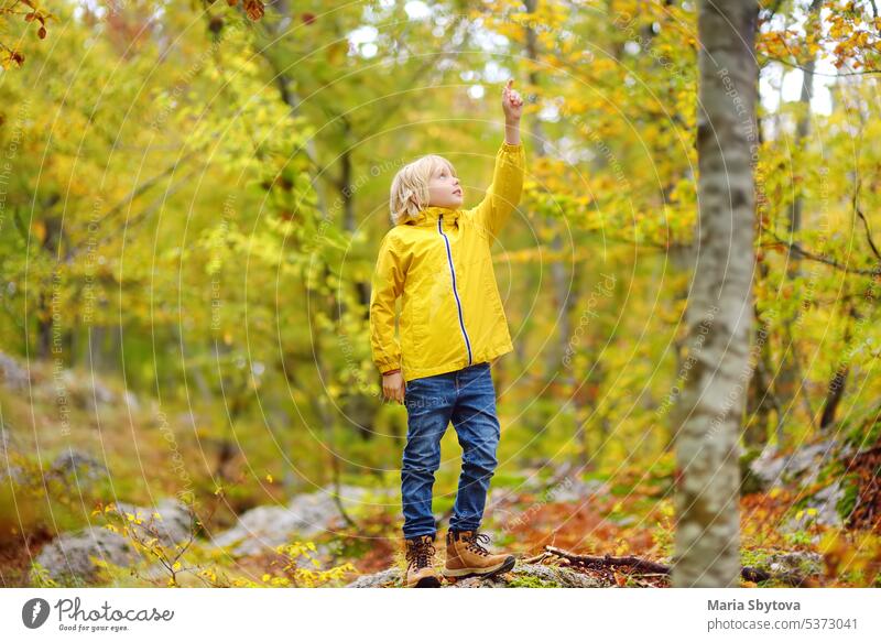 Elementary school boy walks forest in Lovcen National Park, Montenegro on an autumn day. An inquisitive boy exploring nature. Tourism and travel for family with kids.
