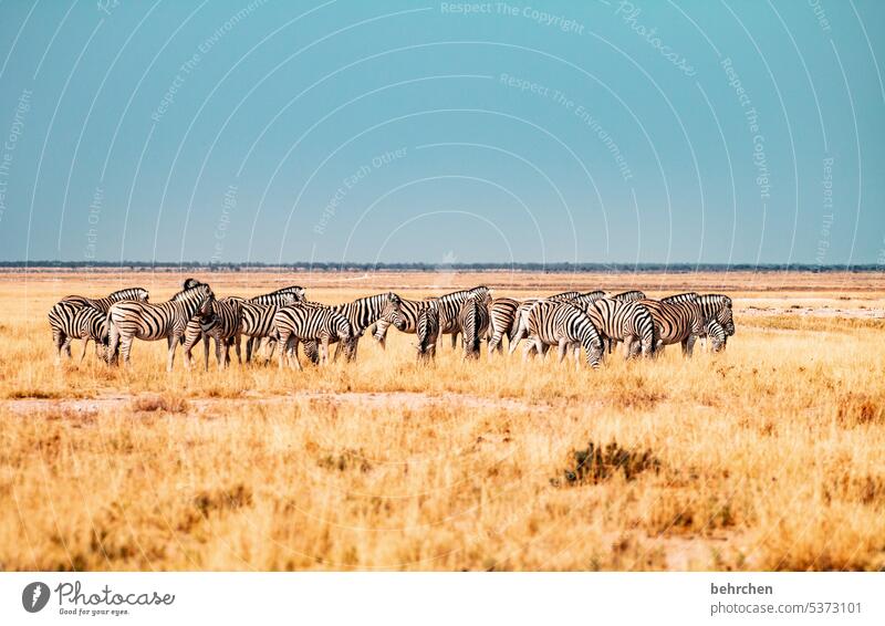 teammeeting aridity Dry salt pan Grass Environment Animal protection Love of animals Zebra crossing Impressive Adventure especially Freedom Nature