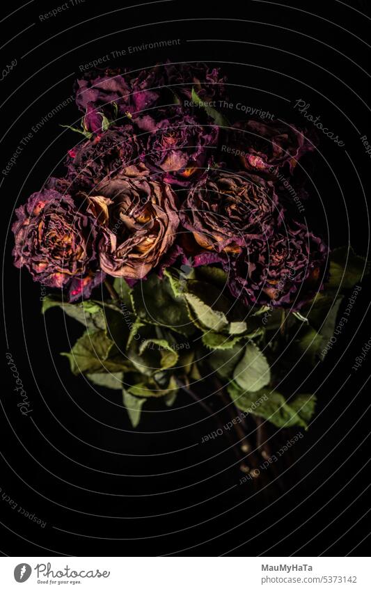 Roses in black Plant Nature Colour photo Flower Summer Rose blossom Romance Close-up Garden Blossoming pink pretty Detail Rose leaves Love