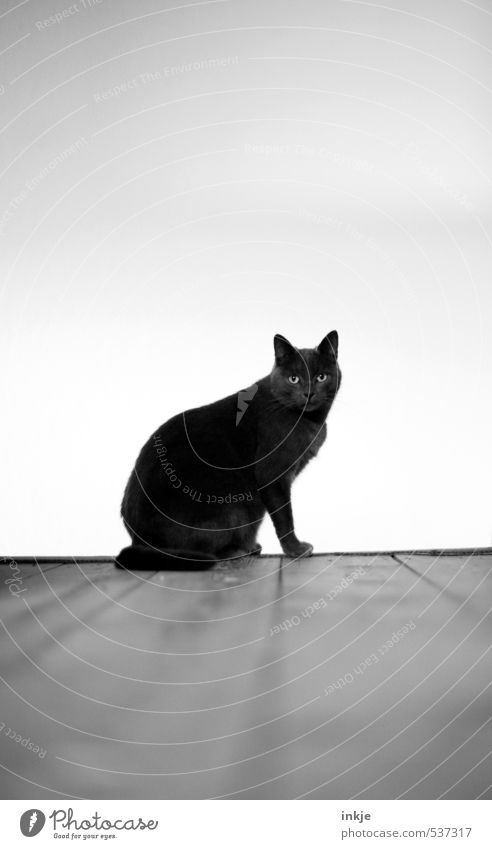 black cat + Friday the 13. Deserted Wooden floor Animal Pet Cat Domestic cat British Shorthair purebred cat Crouch Looking Sit Black White Emotions Moody