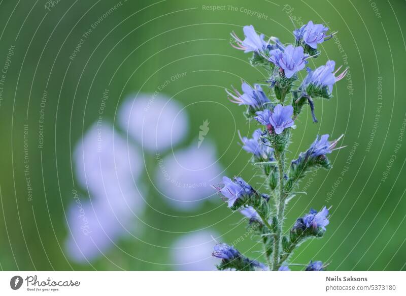 flower of Echium vulgare echium plant blooming blue bugloss vipers summer purple color background meadow blueweed nature floral outdoor pollen garden field