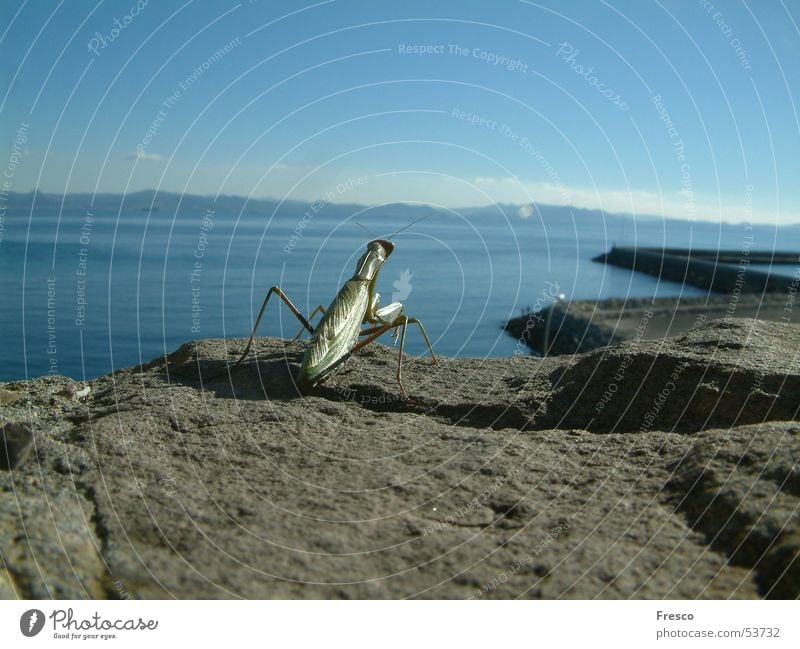 freedom Praying mantis Tarifa Spain Coast Ocean Africa Morocco Water Harbour Mountain Tanger-Asilah province
