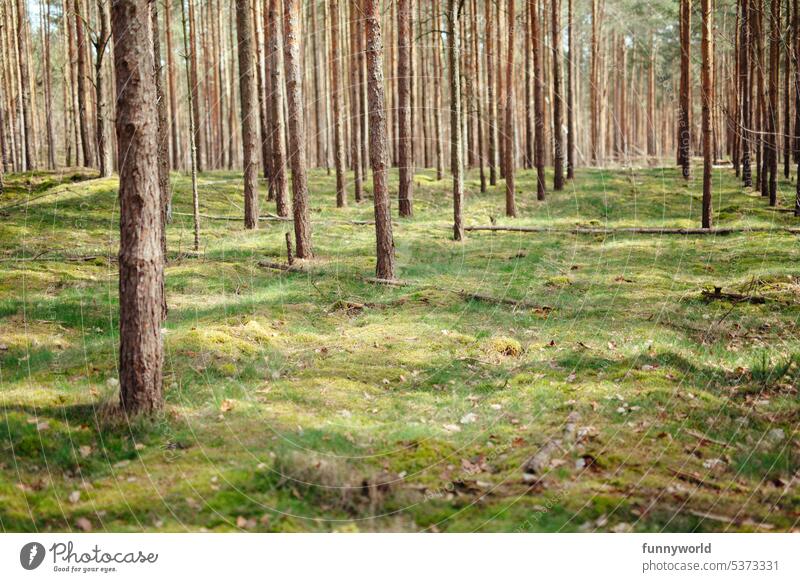 Straight rows of trees of a spruce commercial forest Tree rows spruces commercial timberland Forest Nature Landscape Forestry afforestation Lumber industry Wood