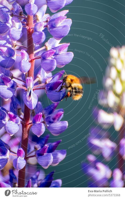 Bumblebee approaching a purple lupine - macro shot Contrast Sunlight Day Light Detail Close-up Colour photo Exterior shot Nectar Pollen Honey Delicate Summery