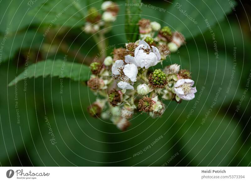 White blackberry blossoms next to the green fruits in the soft light of the awakening day the background consists of the green leaves of the blackberry bush. Initially, these are still well recognizable they become increasingly blurred until almost only the green to