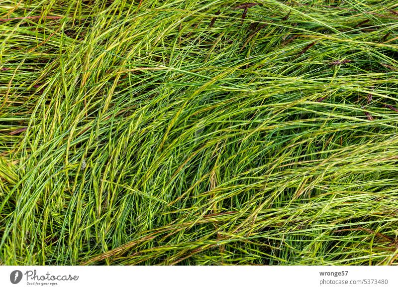 green grass Grass Nature Green Plant Meadow Summer Exterior shot Colour photo Close-up Outdoors naturally Forms and structures Growth Wild plant Deserted