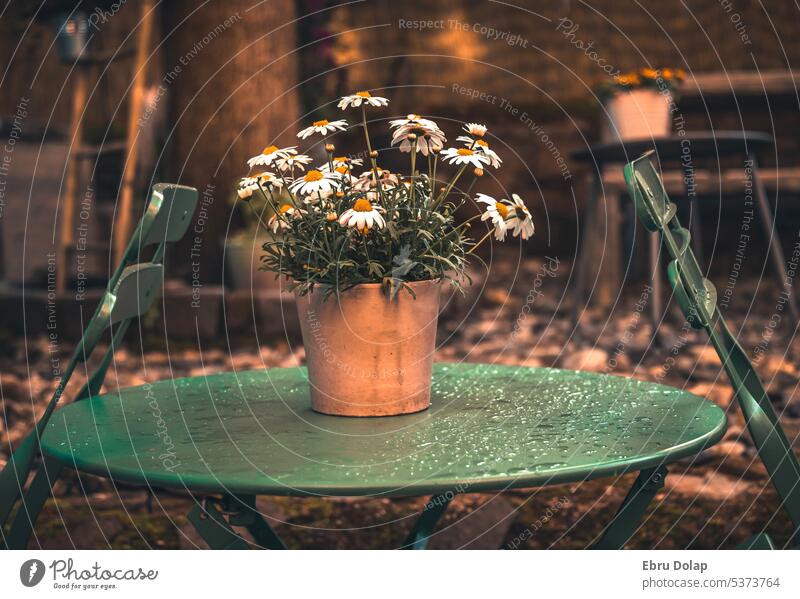 idyllic after work atmosphere in a cafe after a rain shower coffee table Café green color Flowerpot Chamomile Sunset light raindrops