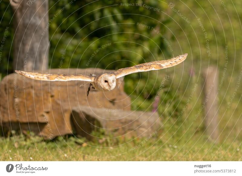 Barn owl in flight Bird Bird of prey Animal Feather Colour photo Brown Wild animal Deserted raptor falconry Falconer