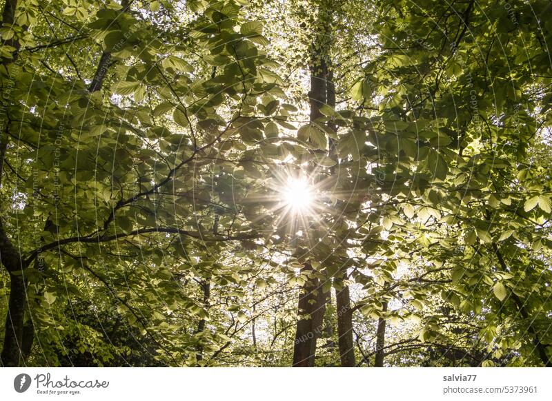 Sun star in beech forest Forest leaves Book trees Nature Sunlight Light Tree Spring Green Visual spectacle solar star Beech green beech leaves