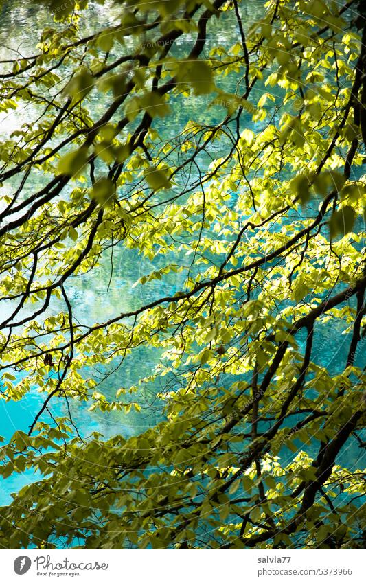 Beech branches with fresh leaves against turquoise blue water background Forest Book trees Nature Sunlight Tree Spring Green Visual spectacle Beech green