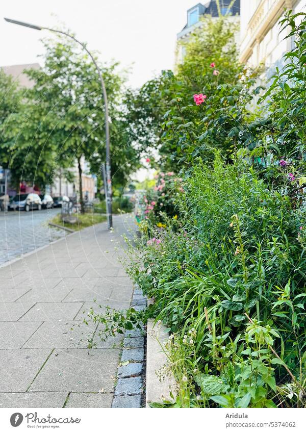 Wild front garden in the city Front garden Town Street Architecture House (Residential Structure) Building street lamp plants Summer Green Herbaceous plants