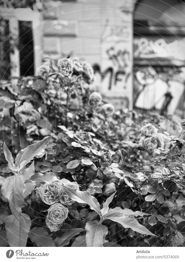 Flowering rose bush in front of blurred old building facade with graffiti b/w pink Town House (Residential Structure) Old building Facade Graffiti Building